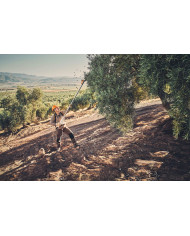 ABBACCHIATORE STIHL SPA130